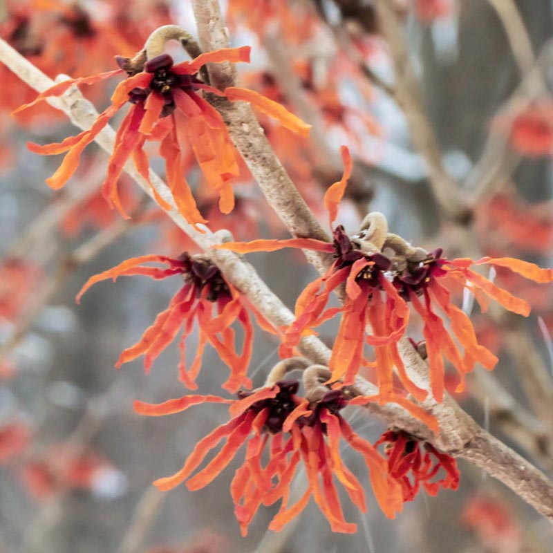 Diane Witch Hazel Shrub - Buy Shrubs and Hedges