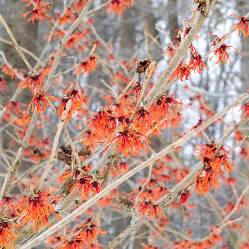 Diane Witch Hazel Shrub - Buy Shrubs and Hedges