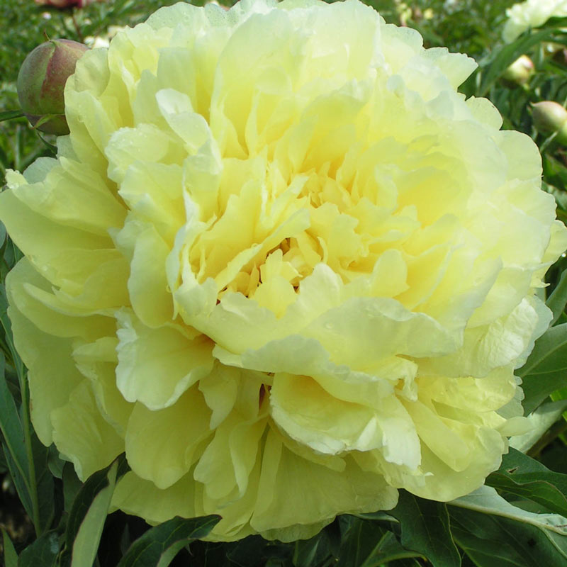 Duchesse de Lorraine Itoh Peony