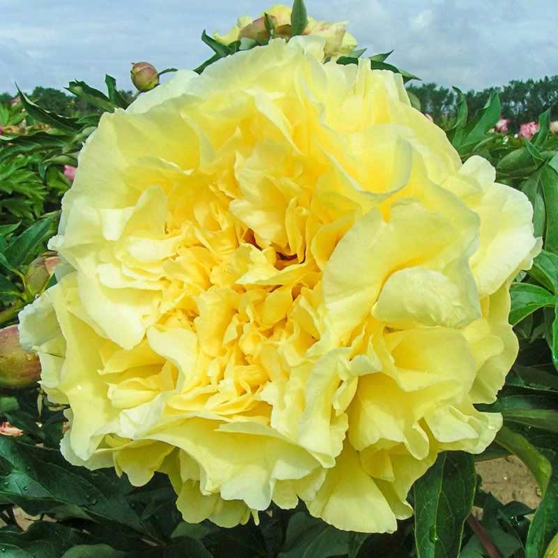 Duchesse de Lorraine Itoh Peony