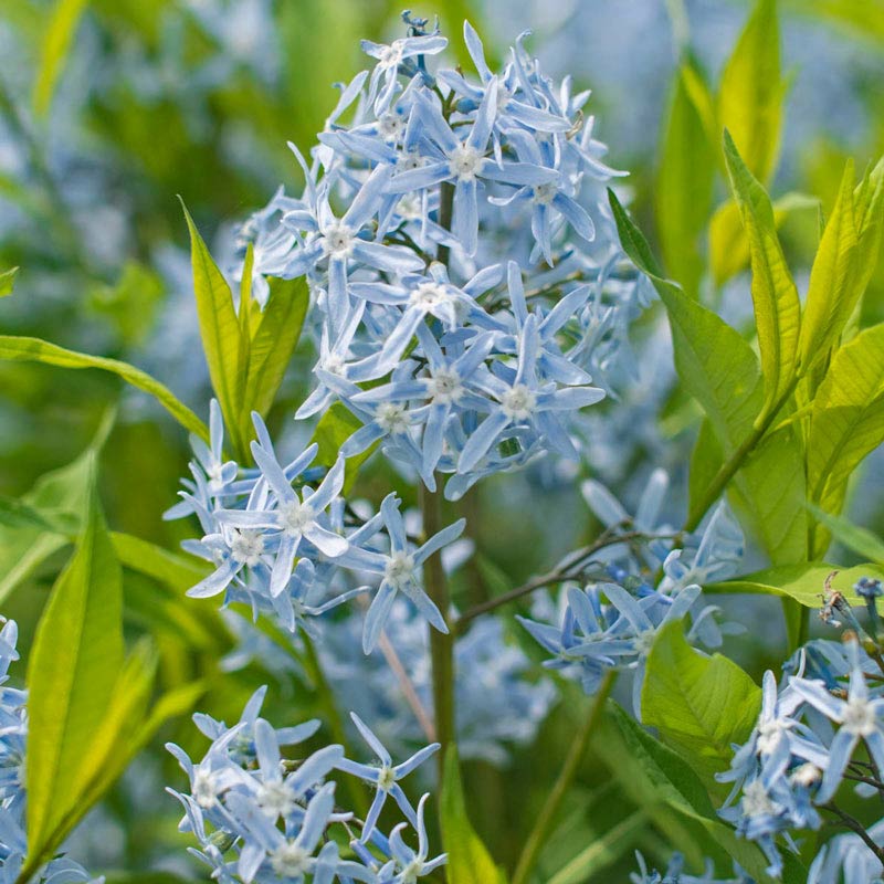 Blue Glacier Amsonia