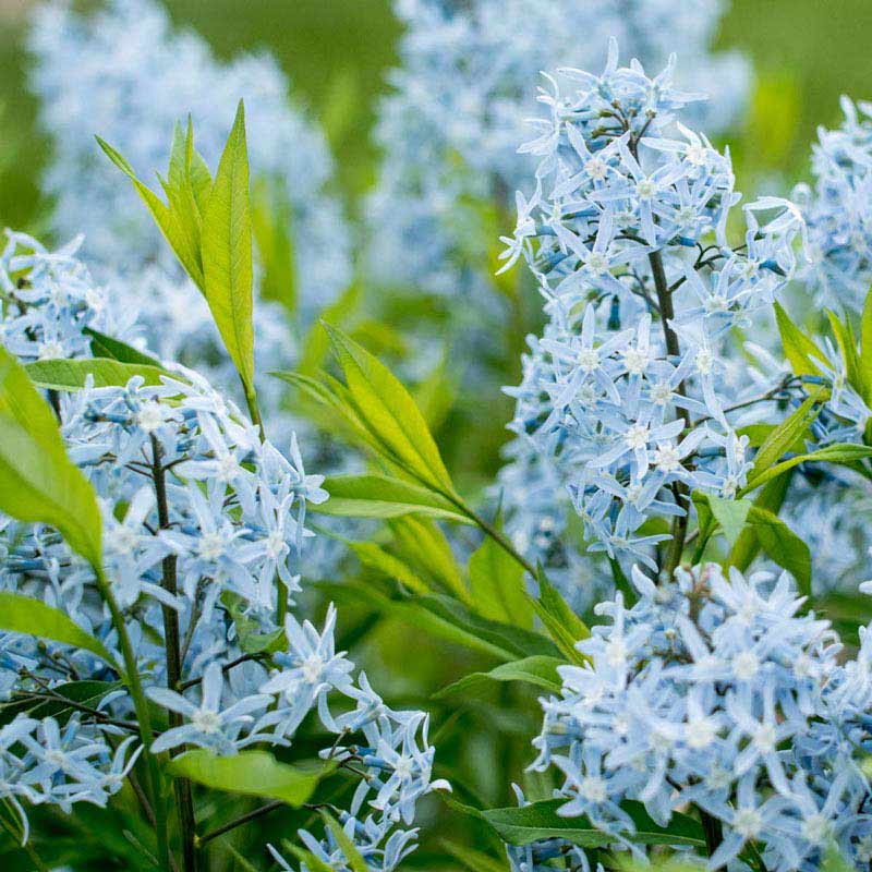 Blue Glacier Amsonia