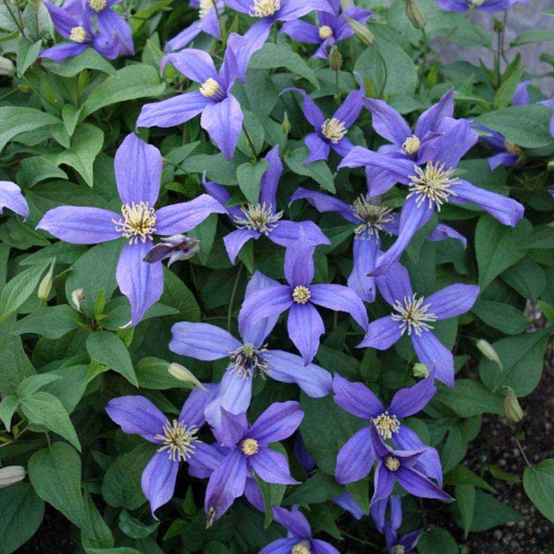 Chloe Clematis