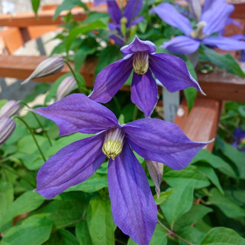 Chloe Clematis