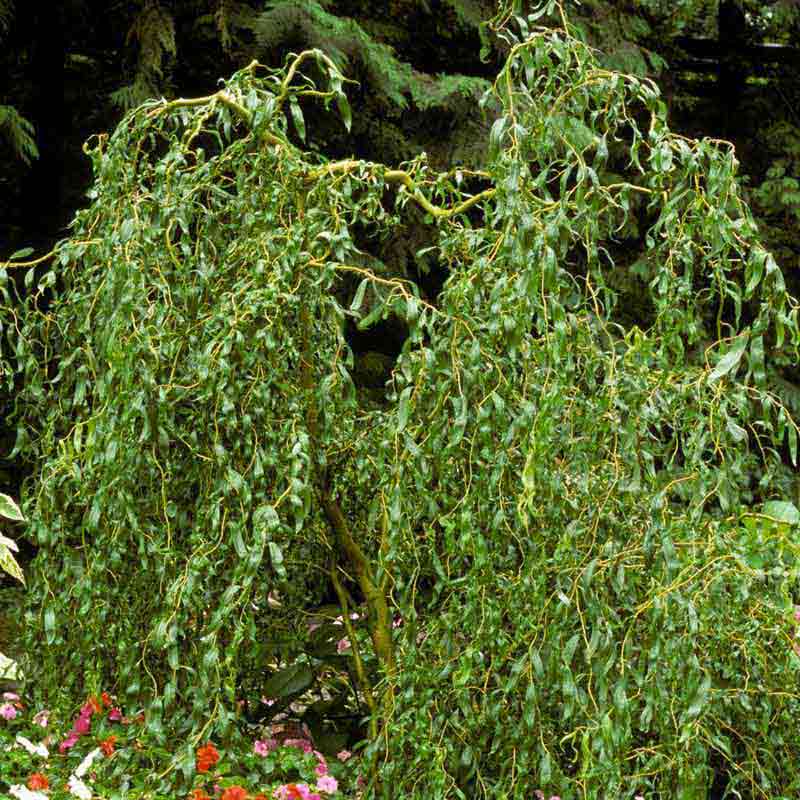 Corkscrew Willow Tree