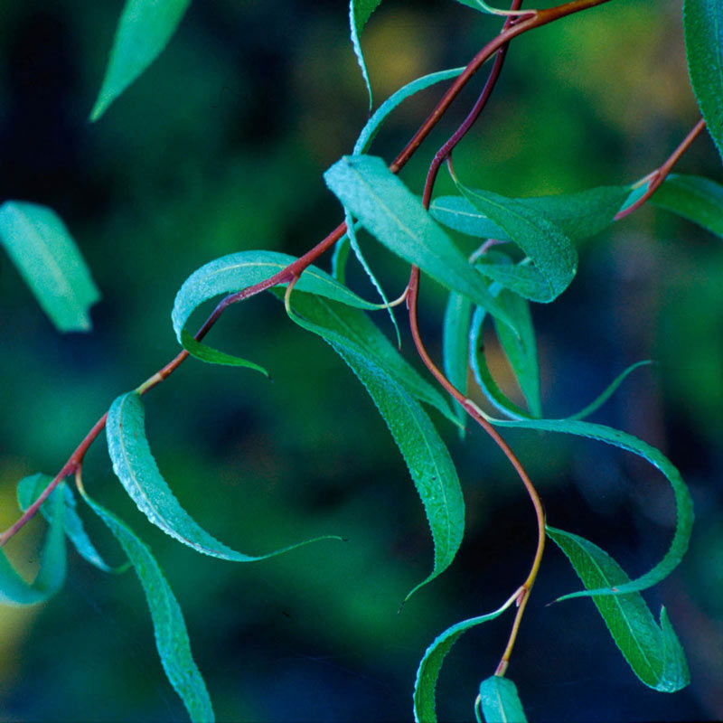 Corkscrew Willow Tree