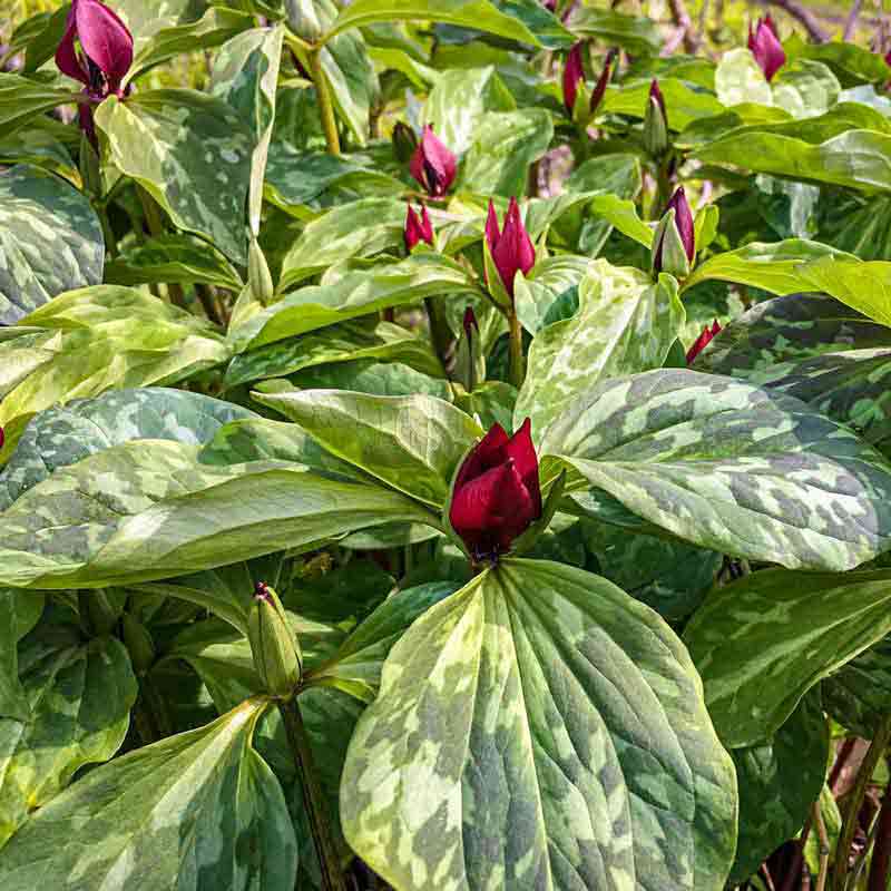 Purple Prairie Trillium