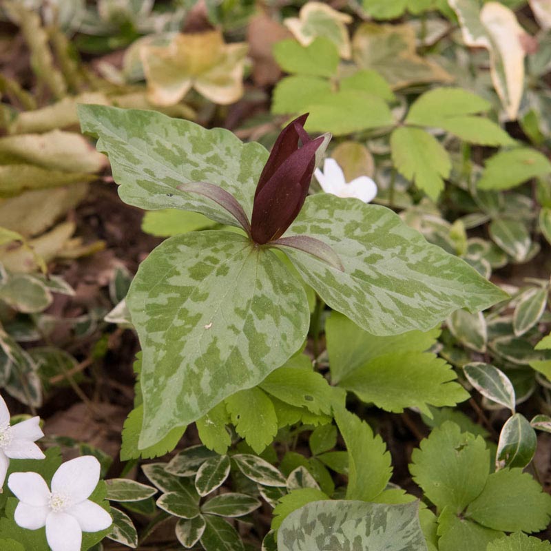 Purple Prairie Trillium