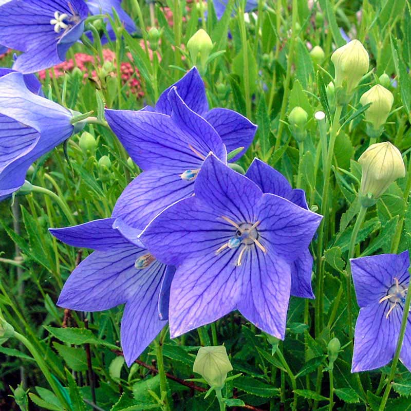 Fuji Blue Balloon Flower