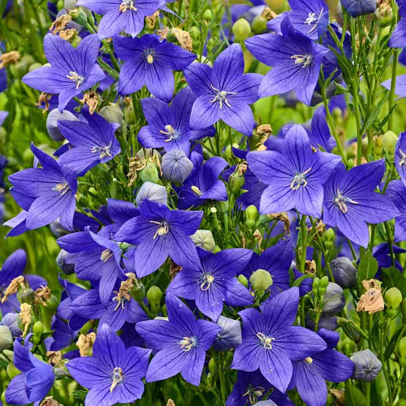 Fuji Blue Balloon Flower