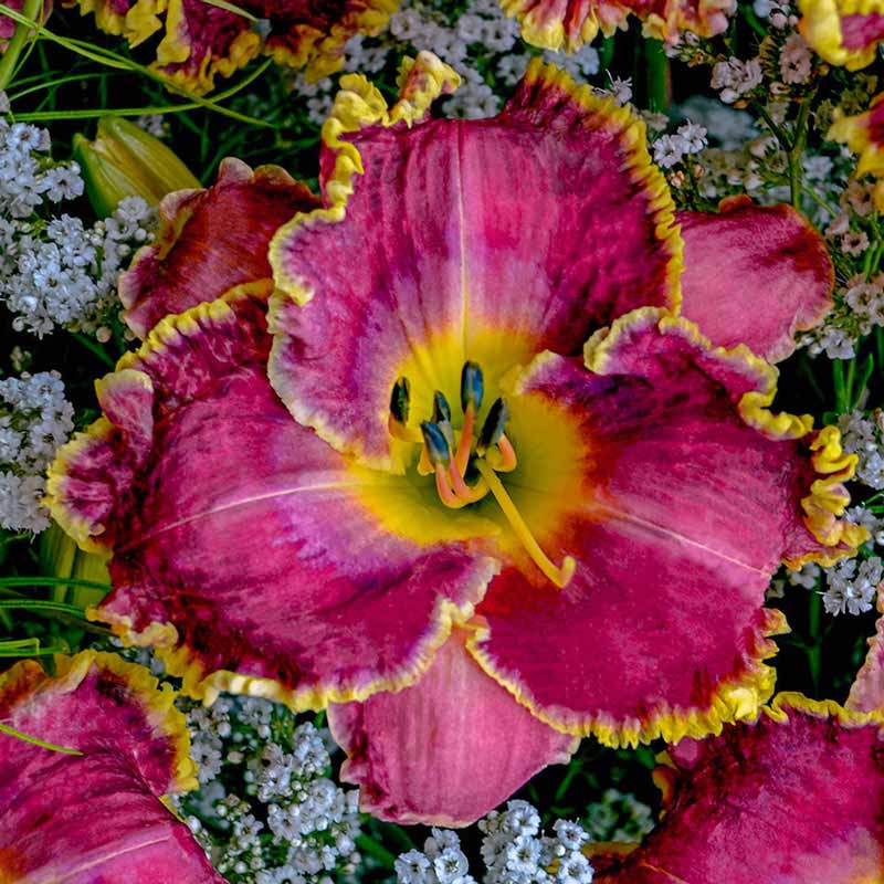 Raspberry Eclipse Daylily