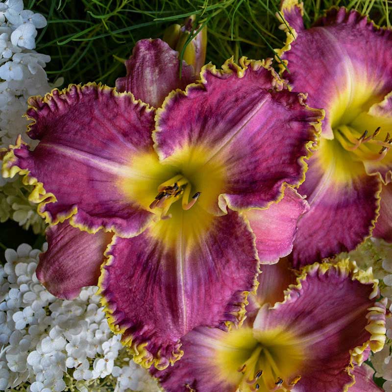 Raspberry Eclipse Daylily