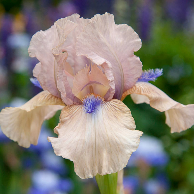 Concertina Reblooming Bearded Iris