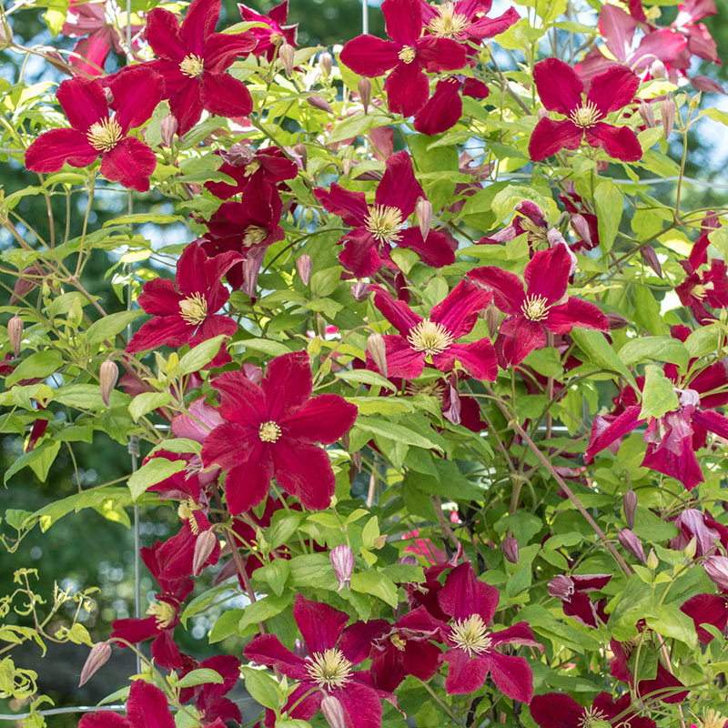 Clematis Burning Love — Shop Clematis