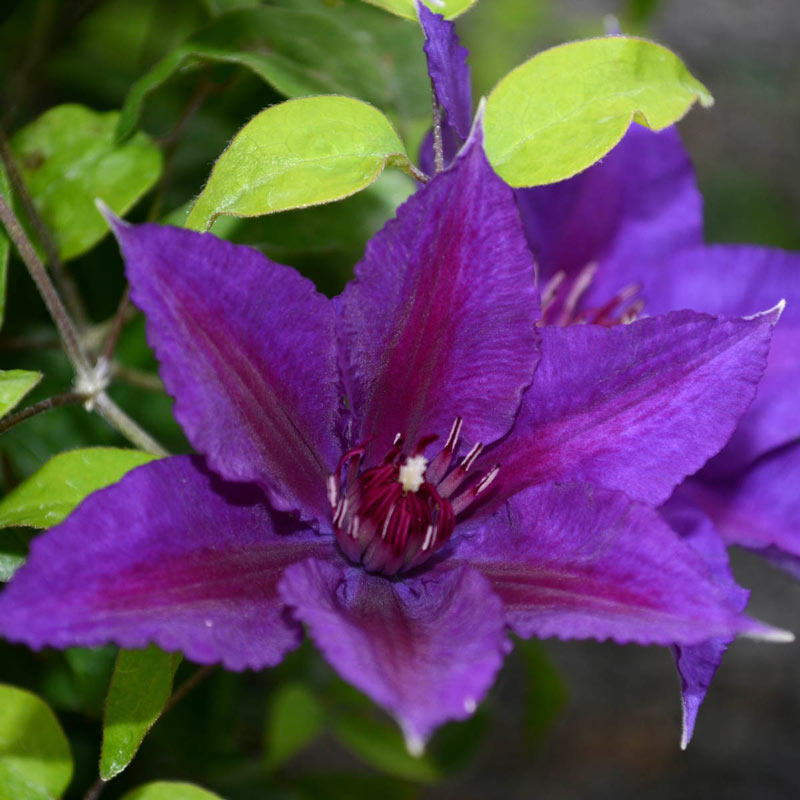 Clematis Edda - Buy Flowering Clematis Vines