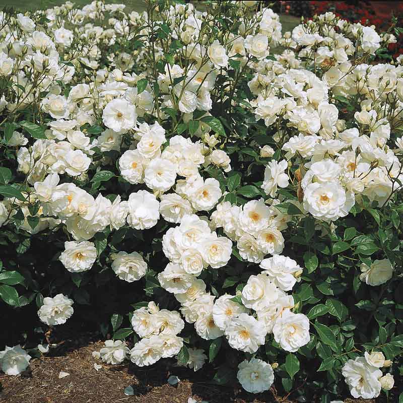 Iceberg Rose - White Iceberg Roses for Sale