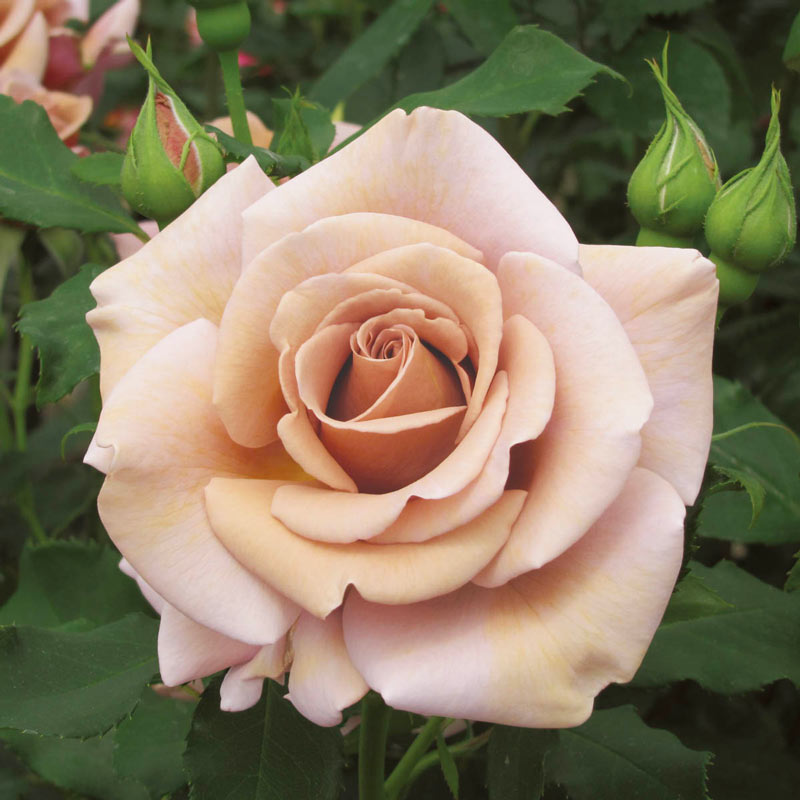 Koko Loko Floribunda Rose