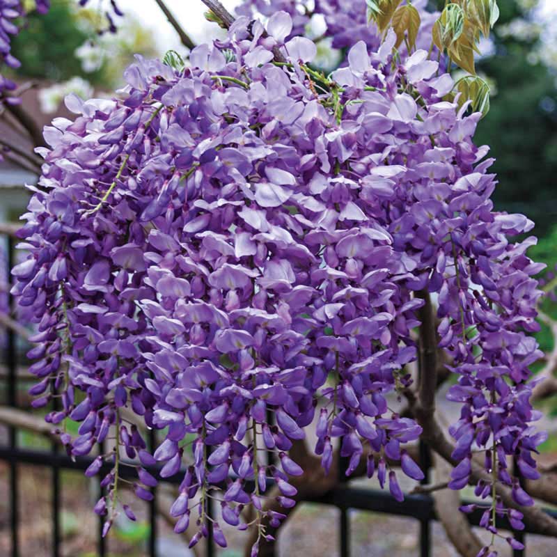 Blue Moon Reblooming Wisteria Plant