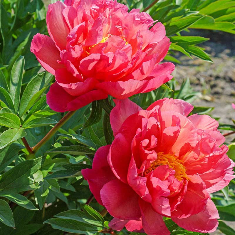 New Millennium Itoh Peony - Shop Perennials