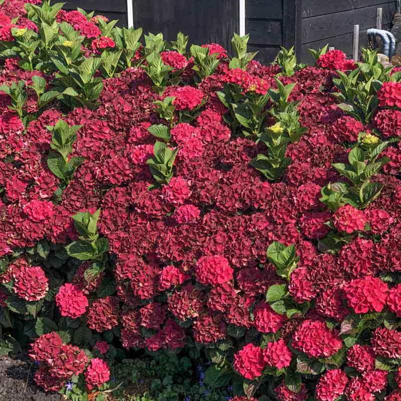 Everlasting Crimson Hydrangea