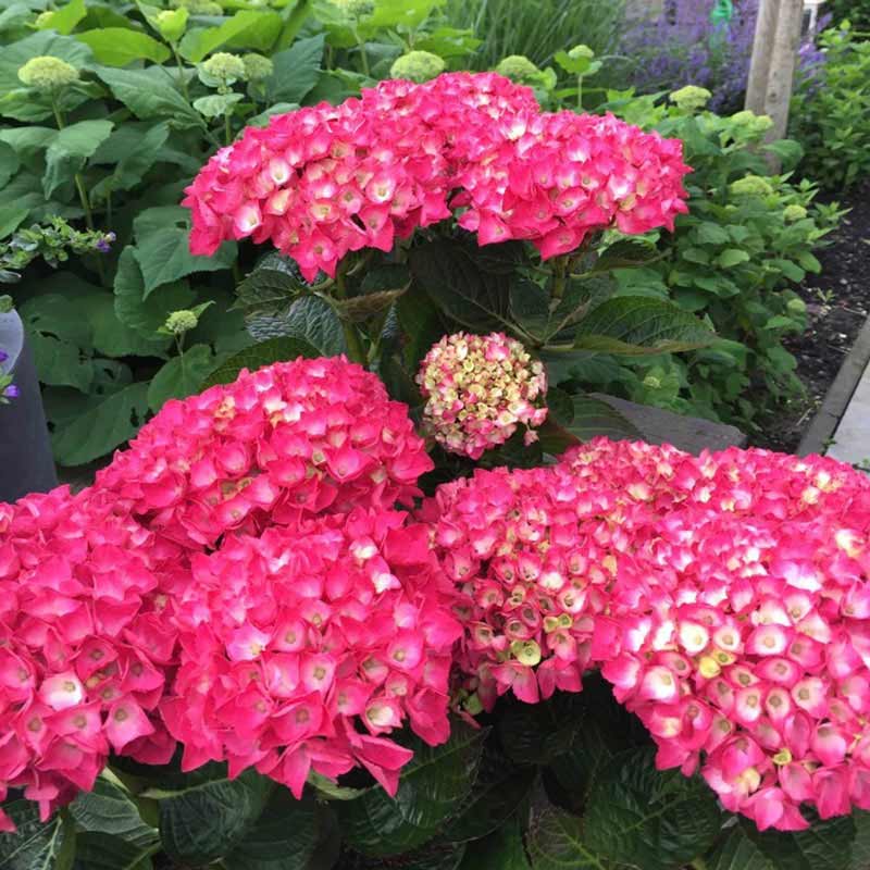 Everlasting Crimson Hydrangea