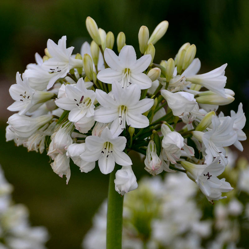 Galaxy White Agapanthus - Shop Agapanthus