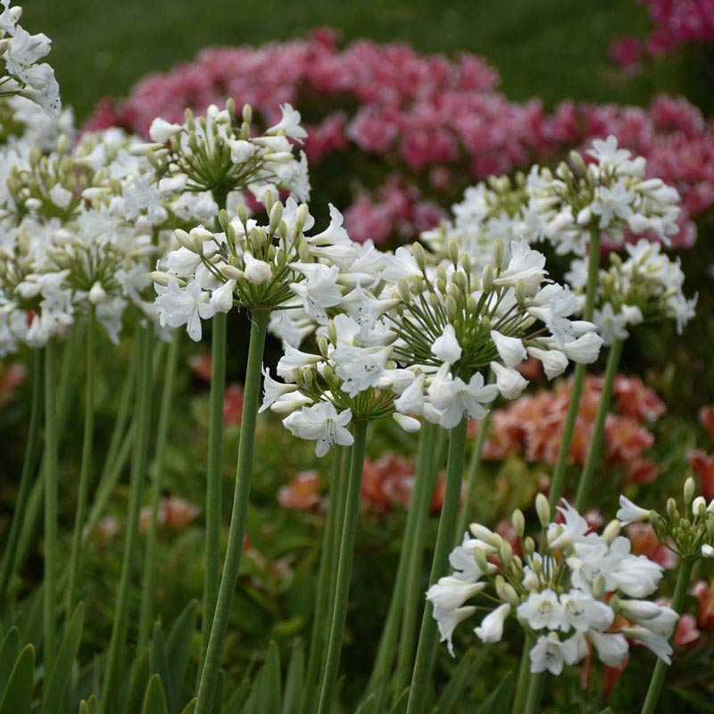 Galaxy White Agapanthus - Shop Agapanthus