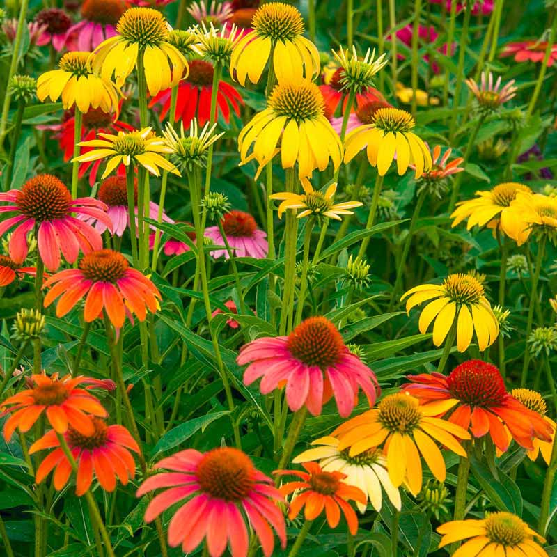 Cheyenne Spirit Echinacea