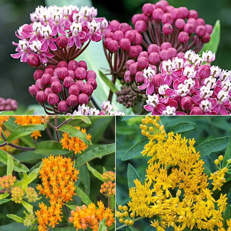 Native Milkweed Trio