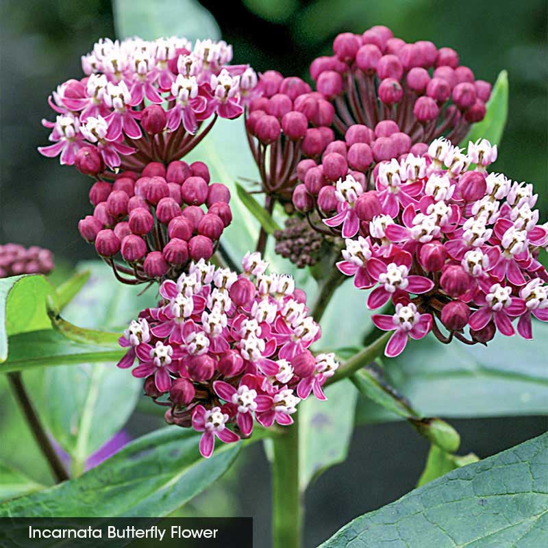 Native Milkweed Trio