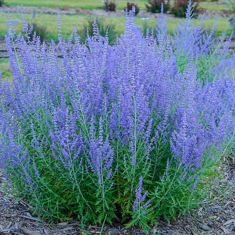 Blue Jean Baby Russian Sage