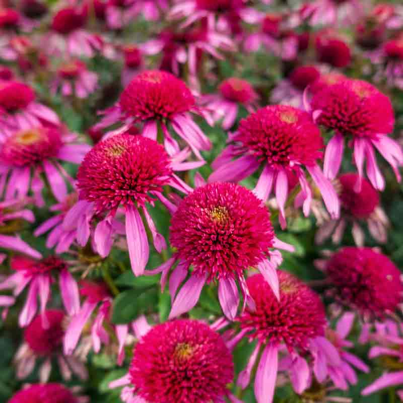 Double Scoop Bubble Gum Echinacea