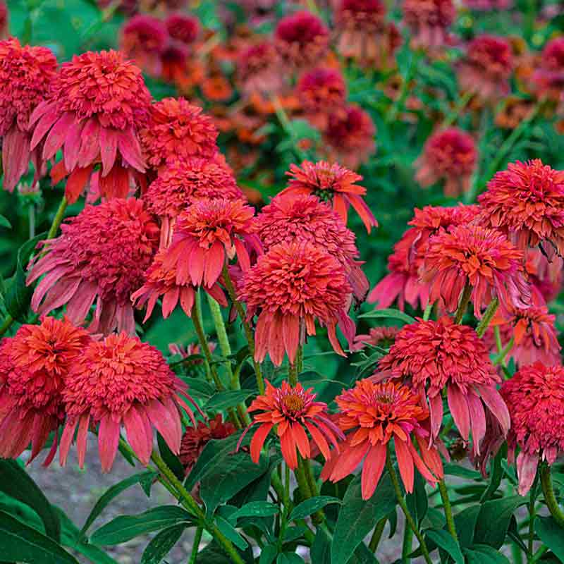 Double Scoop Bubble Gum Echinacea