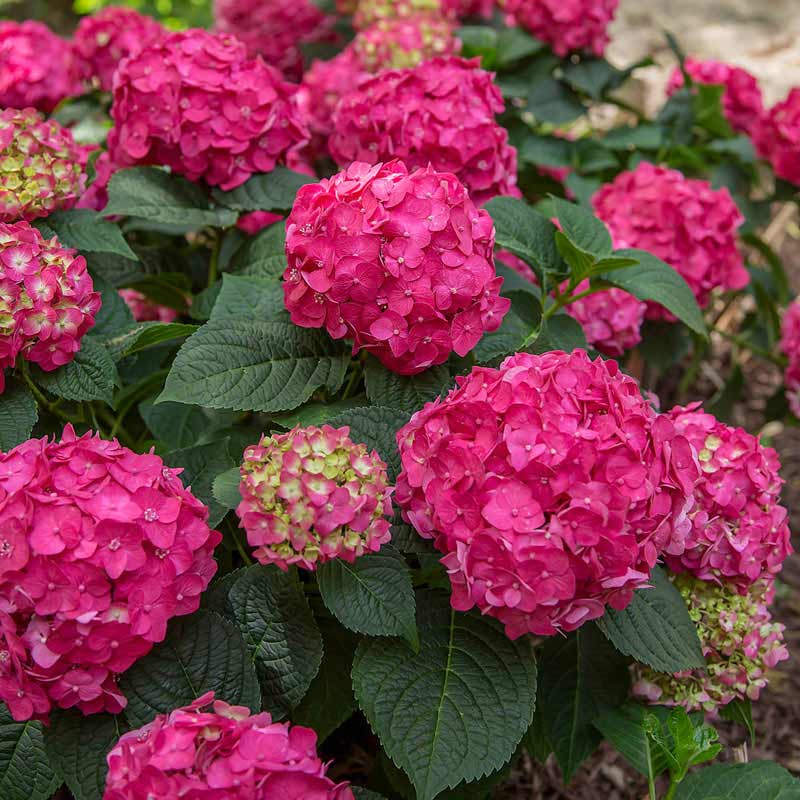 Endless Summer Summer Crush Hydrangea