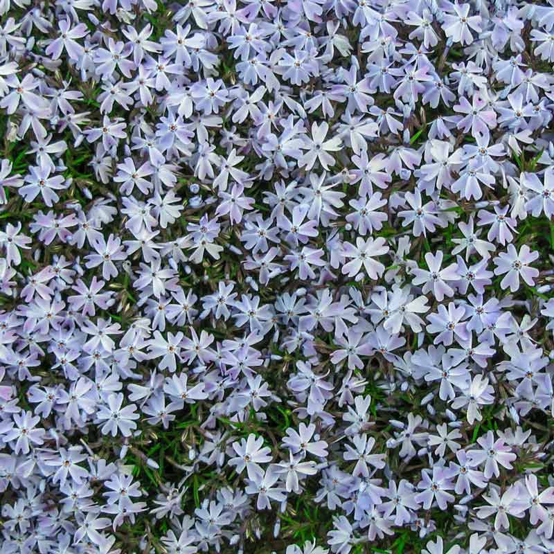 Blue Emerald Carpet Phlox