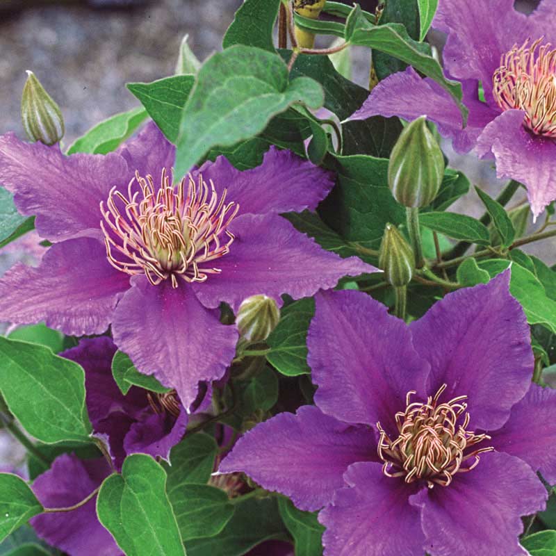 Bijou Clematis