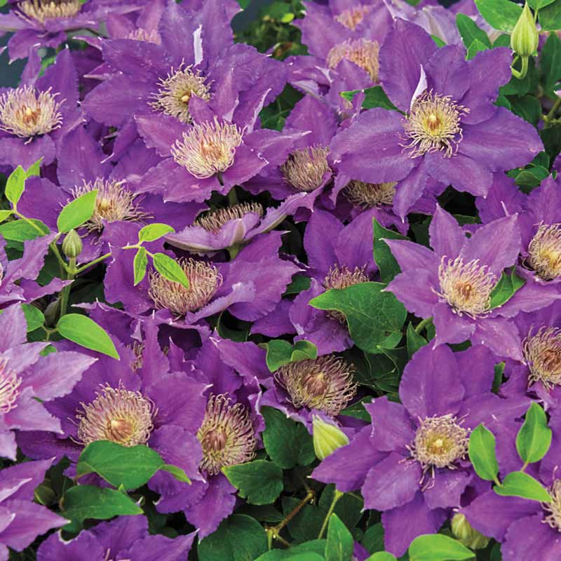 Bijou Clematis