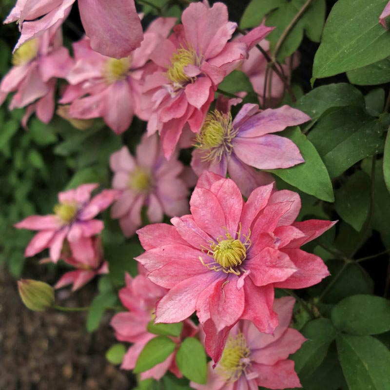 Little Mermaid Clematis