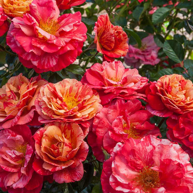 Frida Kahlo Roses for Sale - Floribunda Rose Bushes