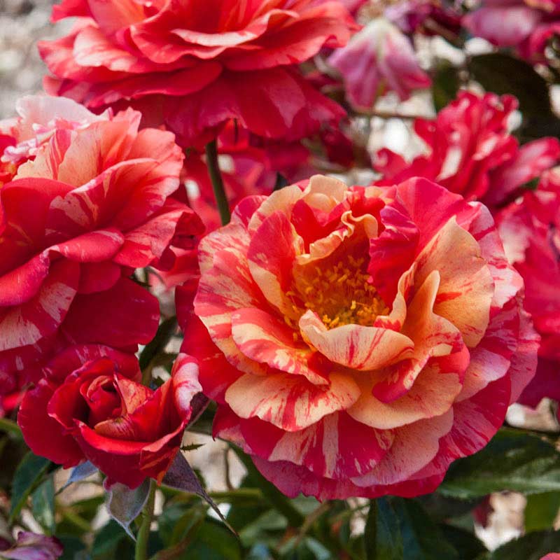 Frida Kahlo Roses for Sale - Floribunda Rose Bushes