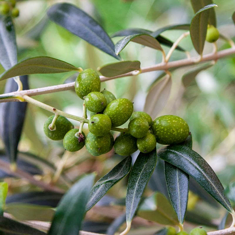 Mediterranean Olive Tree - Shop Olive Trees For Sale