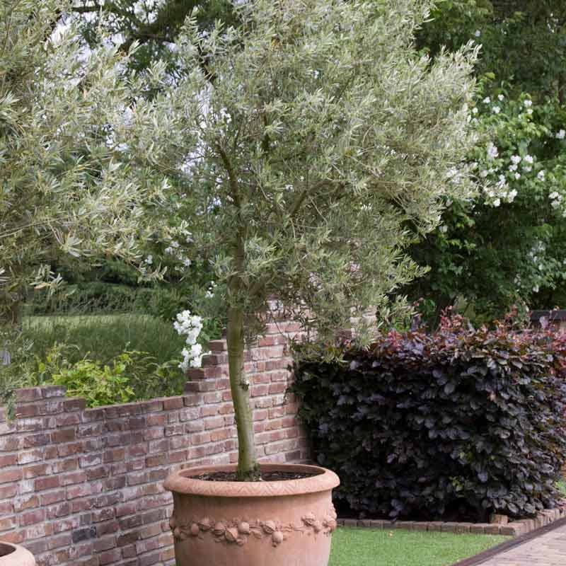 Mediterranean Olive Tree - Shop Olive Trees For Sale