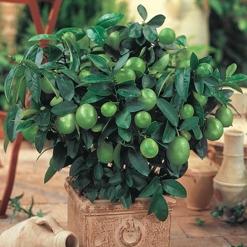 Buy Key Lime Trees for Sale