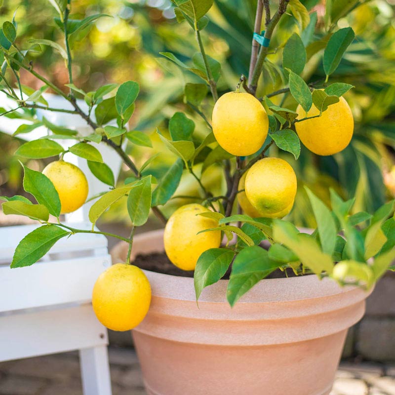 Lemon Tree for Sale- Buy Meyer Lemon Tree