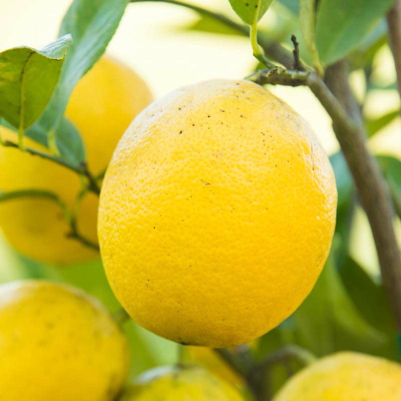 Lemon Tree for Sale- Buy Meyer Lemon Tree