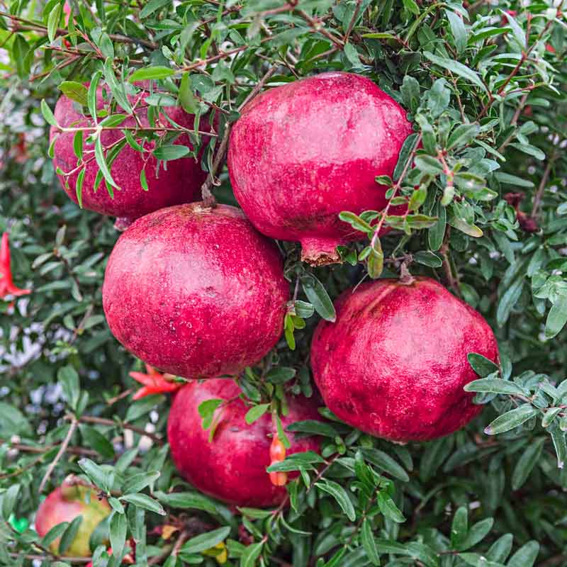 Dwarf Pomegranate Trees For Sale