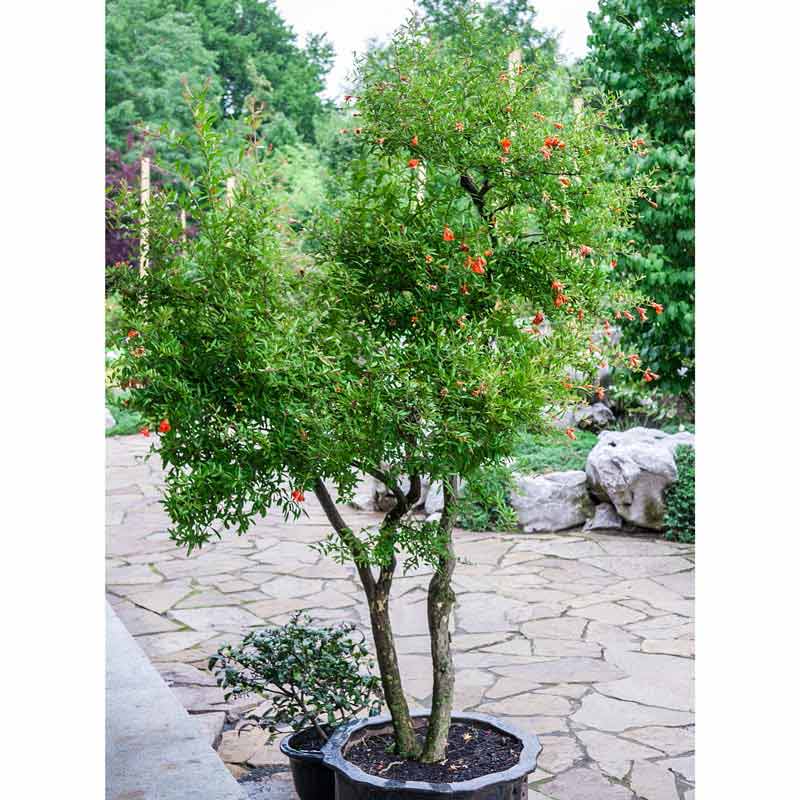 Dwarf Pomegranate Trees For Sale