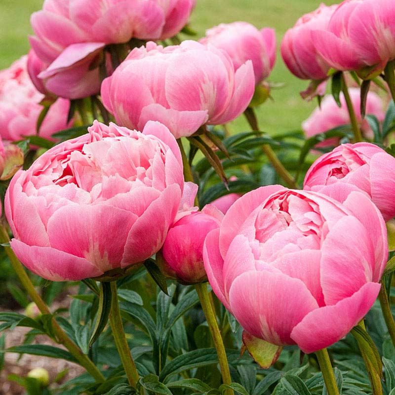 Coral Charm Peony – Herbaceous