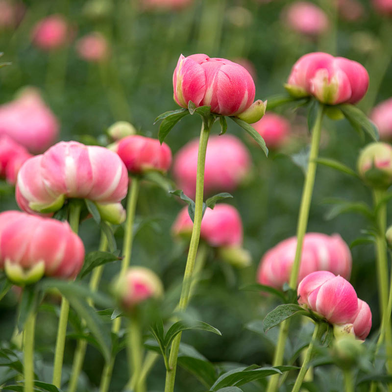 Coral Charm Peony – Herbaceous