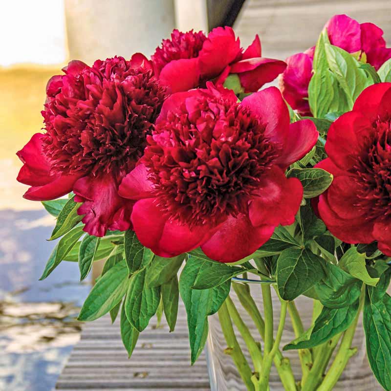 Red Charm Peony